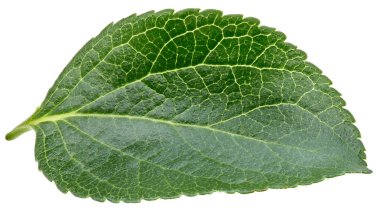 Erik izole yaprakları