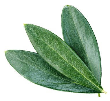 Zeytin yaprağı üzerinde beyaz izole