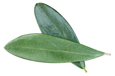 Zeytin yaprağı üzerinde beyaz izole