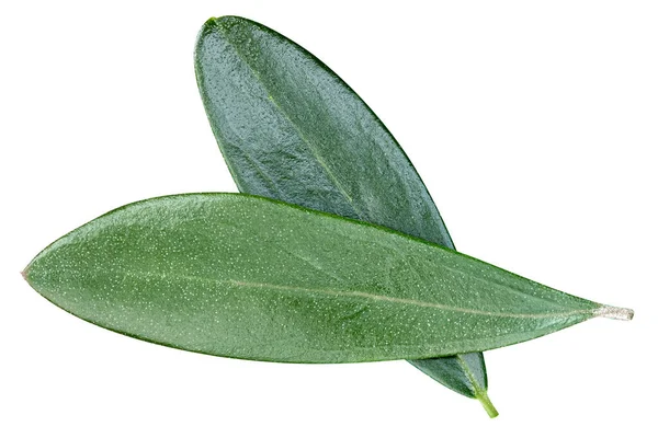 Olivenblätter isoliert auf weiß — Stockfoto