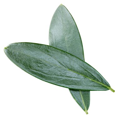 Zeytin yaprağı üzerinde beyaz izole