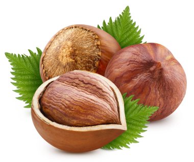 Fındık beyazda izole edilmiş.