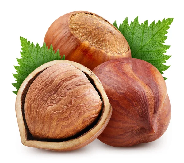 Hazelnut organik segar diisolasi pada latar belakang putih — Stok Foto