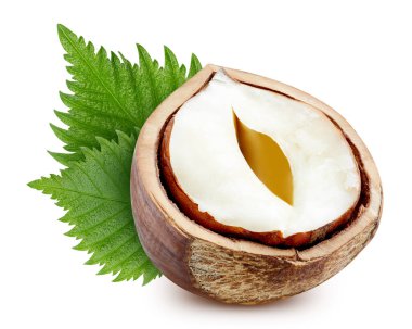 Fındık beyaz arkaplanda izole