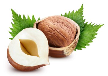 Yapraklı fındık. Kırpma yolu olan bir grup filber. Profesyonel stüdyo makro çekimi