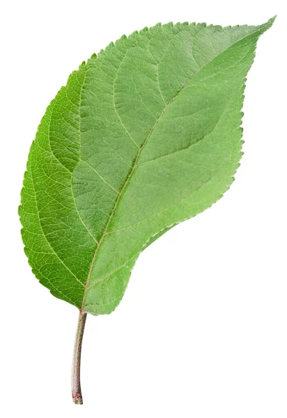 Feuilles de pomme isolées sur fond blanc — Photo