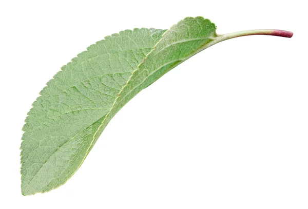 Зелений лист яблука ізольований на білому з — стокове фото