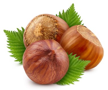 Beyaz yapraklı fındık fıstığı