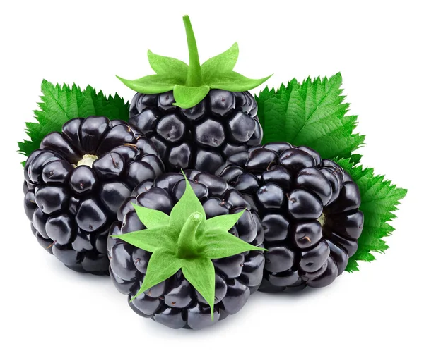 Blackberry pleine macro pousse Berry ingrédient alimentaire sain sur blanc isolé — Photo