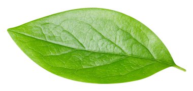 Yaprak makro stüdyo fotoğrafı. Nut izole edilmiş kırpma yolunu terk eder