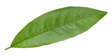 Şeftali yaprağı beyaz arkaplanda izole edilmiş. Şeftali yaprağı kırpma yolu. Yapraklar makro