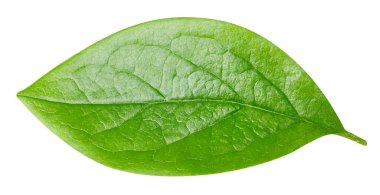 Yaprak makro stüdyo fotoğrafı. Nut izole edilmiş kırpma yolunu terk eder