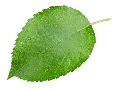 Elma yaprağı beyaz bir arkaplanda izole edilmiş. Kırpma yolu olan yaprak elması