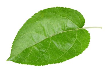 Elma yaprağı beyaz bir arkaplanda izole edilmiş. Kırpma yolu olan yaprak elması