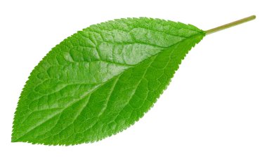 Erik yaprağı beyaz arkaplanı izole etti. Erik Kırpma Yolu ile gider. Erik yaprakları Tam derinlik alan