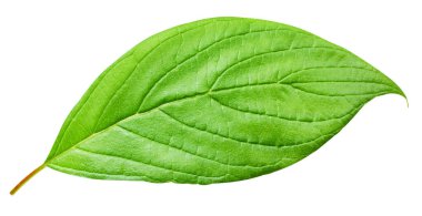 Exotic leaf isolated on a white background. Leaf cocoa with clipping path