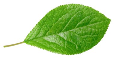 Erik yaprağı beyaz arkaplanı izole etti. Erik Kırpma Yolu ile gider. Erik yaprakları Tam derinlik alan