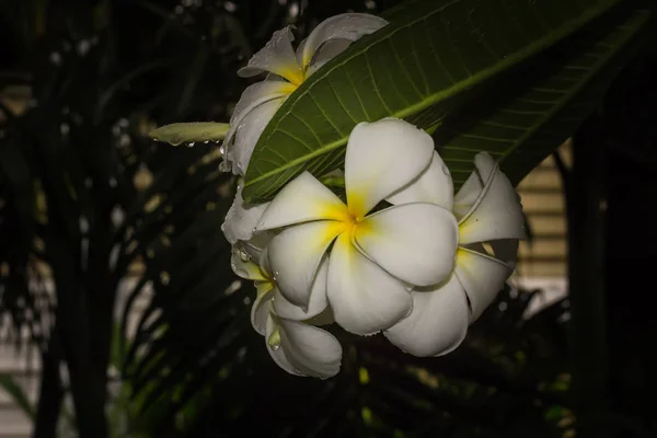Plumeria Frangipani Flores Blancas Sobre Fondo Negro — Foto de Stock