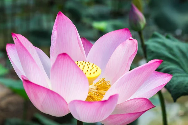 The pink lotus in the lotus pond.
