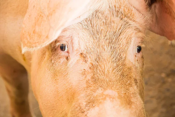 Pink pig looks at camera with cute eyes.