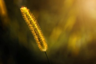 Sarı çiçekler güneşin turuncu ışık ile akşam kış