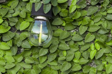 Ampul bir çimento duvara monte ve arka planı olarak yeşil bir yaprak vardır.