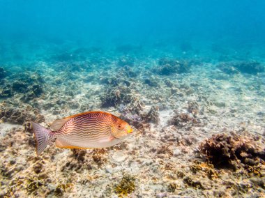 Vermiculated Spinefoot veya Siganus Vermiculatus sualtı fotoğrafları güzel deniz balık Tayland Koh Nang Yuan Island mercan resifleri yukarıda yüzme olduğunu