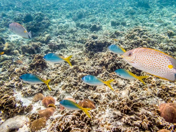 イエロー バックの火打ち石銃兵または平成 Xanthonota グループの水中写真はタイのナンユアン島でサンゴ礁の上を泳いで美しい海の魚 — ストック写真