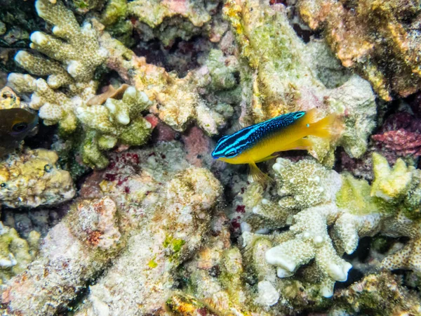 Foto Subacquee Stegastes Variabilis Cocoa Damselfish Bellissimo Pesce Mare Blu — Foto Stock