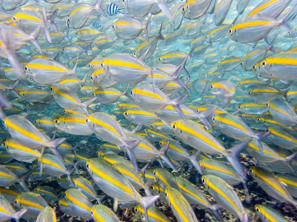 ヤマユリ 火打ち石銃兵や Pterocaesio Chrysozona の水中写真グループはタイ ナンユアン島で美しい明るい黄色ストライプと海の魚の群れ — ストック写真