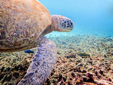 Yeşil deniz kaplumbağası veya Chelonia Mydas sualtı fotoğrafları olduğunu deniz hayvanları mercan Ko Tao Island Tayland Gıda arıyoruz