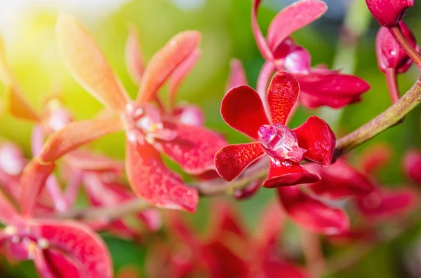 Close Flores Vermelhas Luz Solar Uma Bela Natureza Renanopsis Lena — Fotografia de Stock