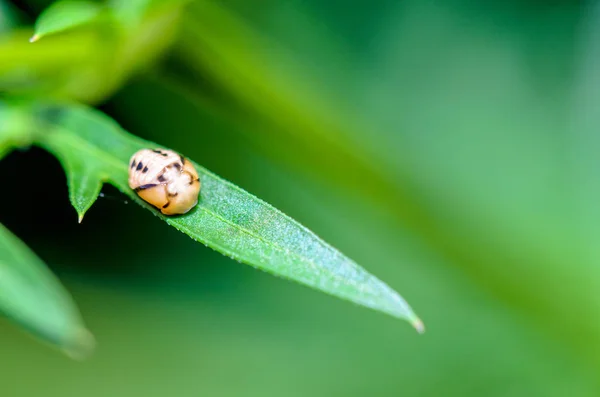 Close Small Insect Shapes Look Quaint Sleeping Green Leaf — Stock Photo, Image
