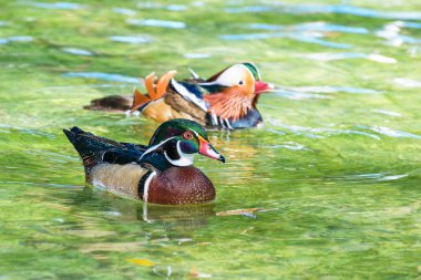 Male Wood Duck and Male Mandarin Duck, Wild duck was introduced as a pet is a colorful floating on the surface of the clear water happily clipart