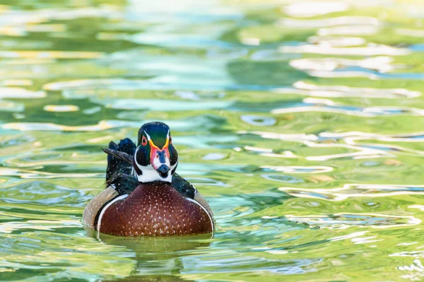 Male Wood Duck or Carolina Duck (Aix sponsa), Wild duck was introduced as a pet is a colorful floating on the surface of the clear water happily