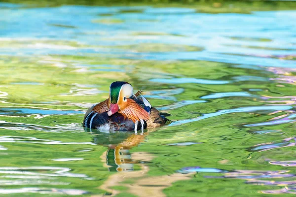 Pato Mandarim Macho Aix Galericulata Pato Selvagem Foi Introduzido Como — Fotografia de Stock