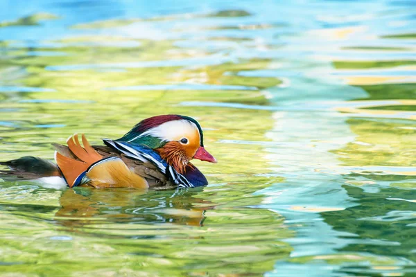 Pato Mandarim Macho Aix Galericulata Pato Selvagem Foi Introduzido Como — Fotografia de Stock