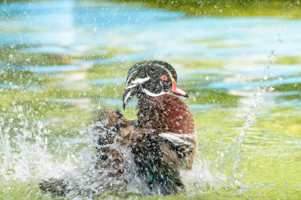 Male Wood Duck or Carolina Duck (Aix sponsa), Wild duck was introduced as a pet is a colorful playing with water happily