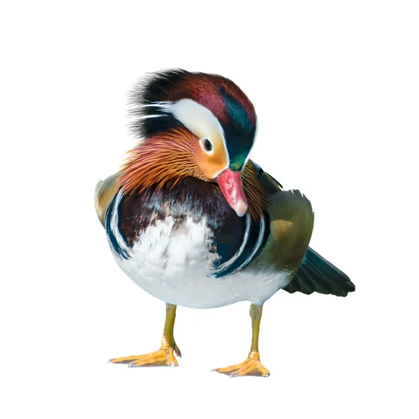 Male Mandarin Duck Aix Galericulata Wild Duck Introduced Pet Colorful — Stock Photo, Image