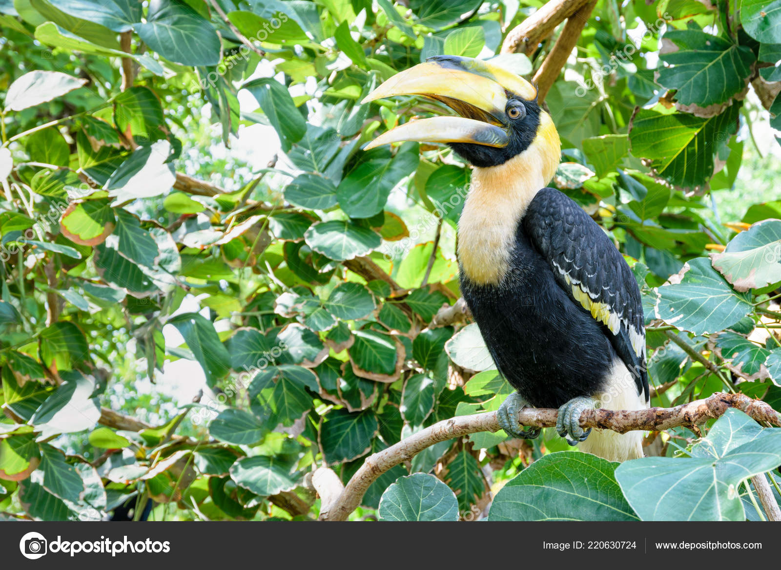 Les Hommes Grand Calao Buceros Bicornis Est Grand Oiseau