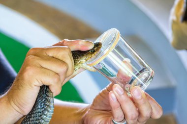 Kobra zehrini ayıklama, Kobra'nın boynunda tutamaçları kullanarak onun zehir görünceye ısırmaya cam kenarında koyun