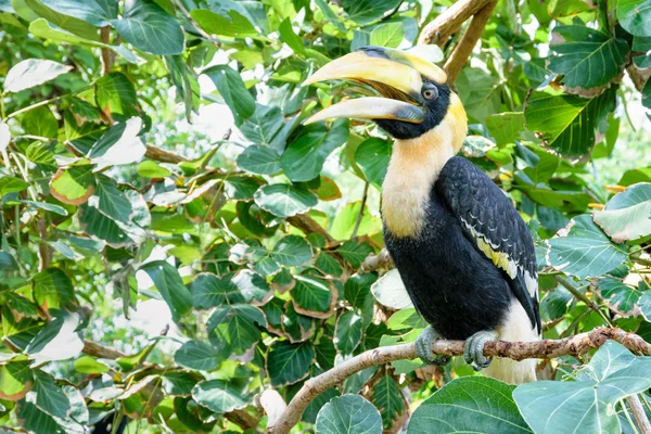 Males Great Hornbill Buceros Bicornis Large Bird White Black Feathers — Stock Photo, Image