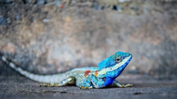 Primer Plano Cabeza Indo Chino Lagarto Del Bosque Calotes Mystaceus —  Fotos de Stock