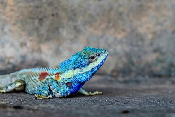 Close Head Indo Chinese Forest Lizard Calotes Mystaceus Old Grunge — Stock Photo, Image