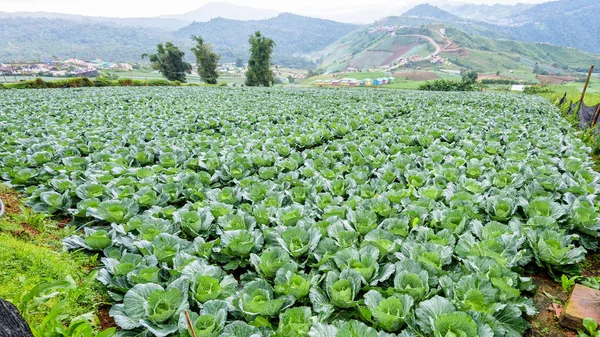 Pěstování Zelí Nebo Brassica Oleracea Krásné Přírodní Řádky Zelené Zeleniny — Stock fotografie