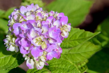 Mor veya pembe ve beyaz HORTENSIA grup veya Hydrangea macrophylla çiçek ağaç güzel yakın çekim