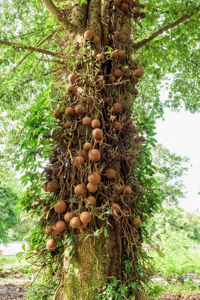 Shala Sal Shorea Robusta Ses Fruits — Photo