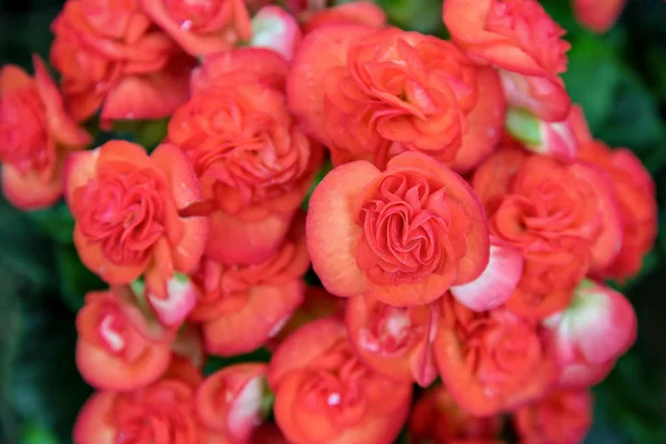 Nahaufnahme Schöne Rote Gruppe Begonien Blume — Stockfoto