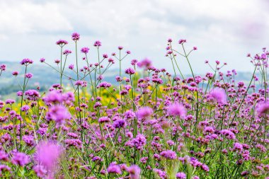 Mor çiçek alan, Verbena Bonariensis veya Purpletop Mine çiçeği güzel doğası altında gökyüzüne Khao Kho,: Phetchabun, Thailand