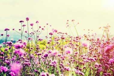 Verbena Bonariensis veya Purpletop Mine çiçeği güzel doğa mor çiçek alan parlak gökyüzü ve akşam arka plan vintage tarzı Tayland için güneş ışığı altında